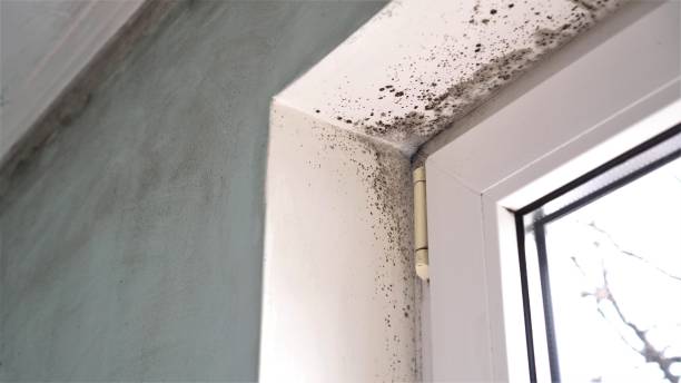 Best Professional Mold Removal  in Evergreen, CO