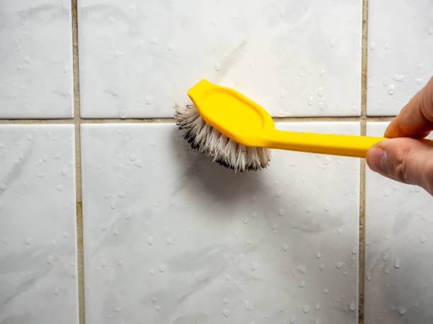 Best Home Mold Removal  in Evergreen, CO