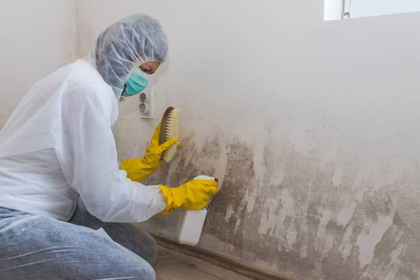 Best Local Mold Removal Service  in Evergreen, CO