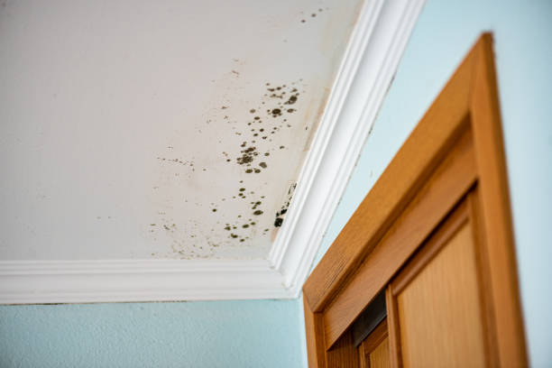 Best Residential Mold Removal  in Evergreen, CO