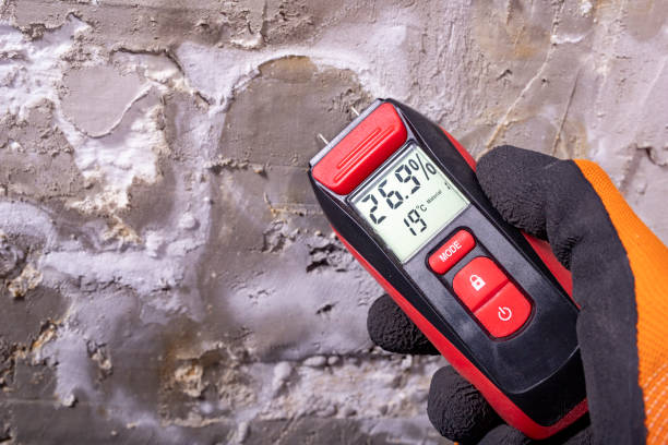 Best Fast Mold Removal  in Evergreen, CO