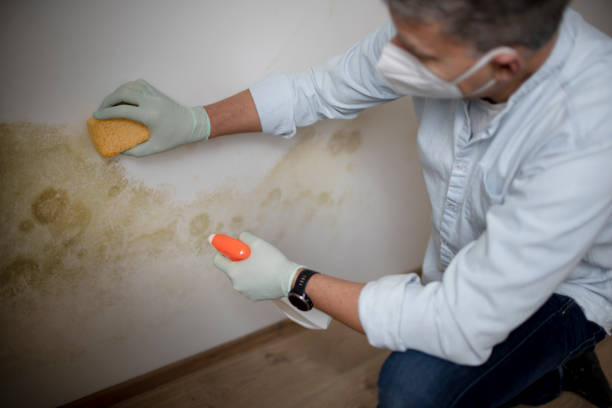 Best Mold Removal Company Near Me  in Evergreen, CO