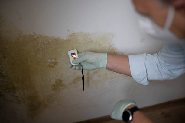 Crawl Space Mold Removal in Evergreen, CO