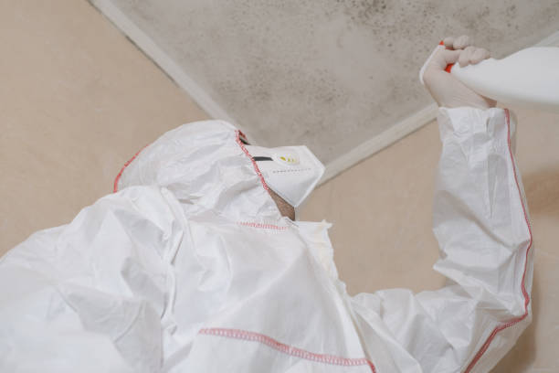 Best Same-Day Mold Removal  in Evergreen, CO