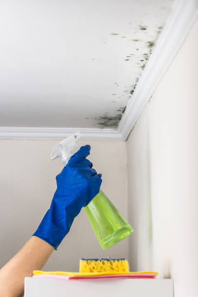 Best Affordable Mold Removal  in Evergreen, CO